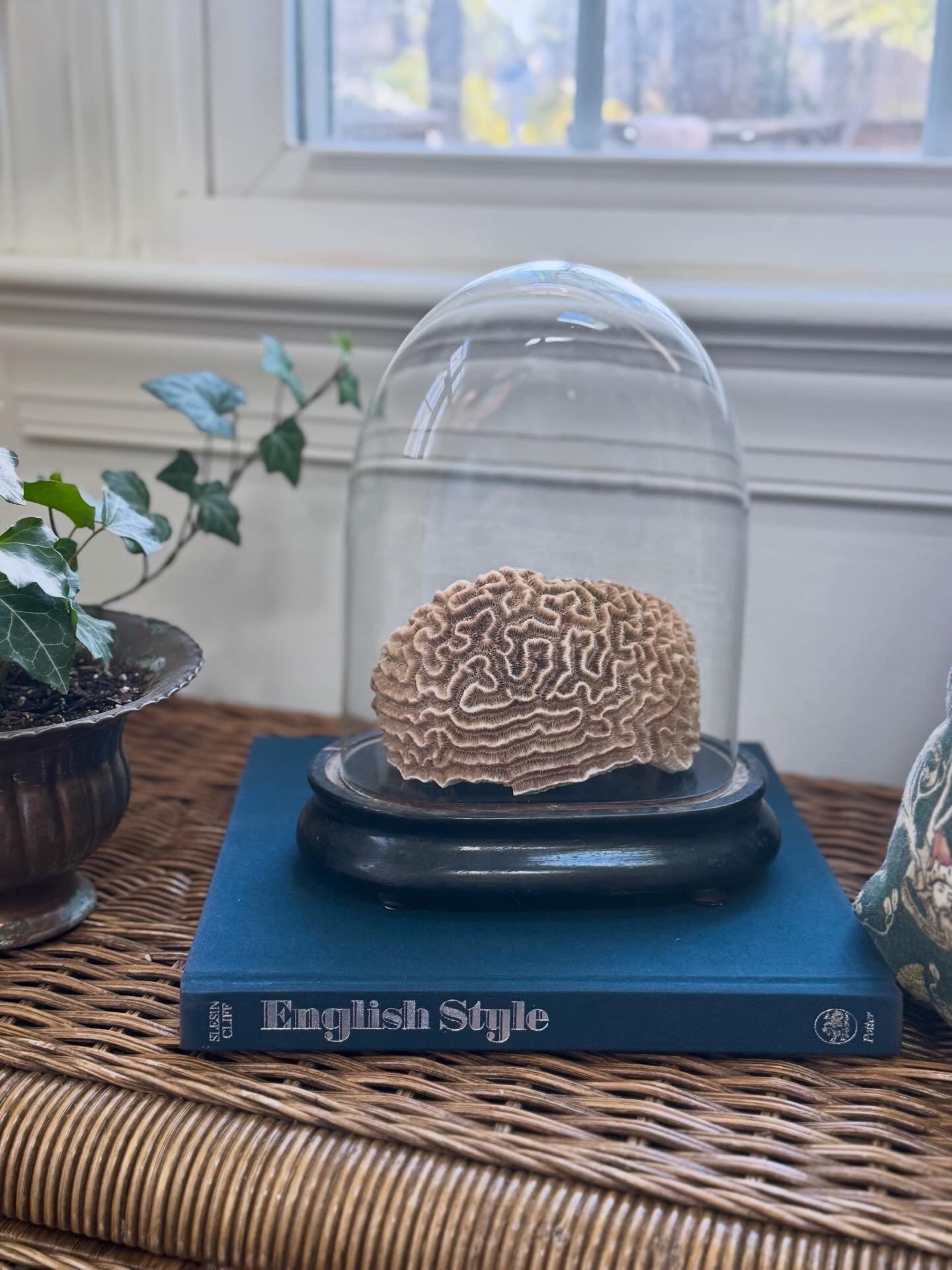 Model of a brain under a glass dome on a blue book titled 'English Style' with a plant and window in the background.