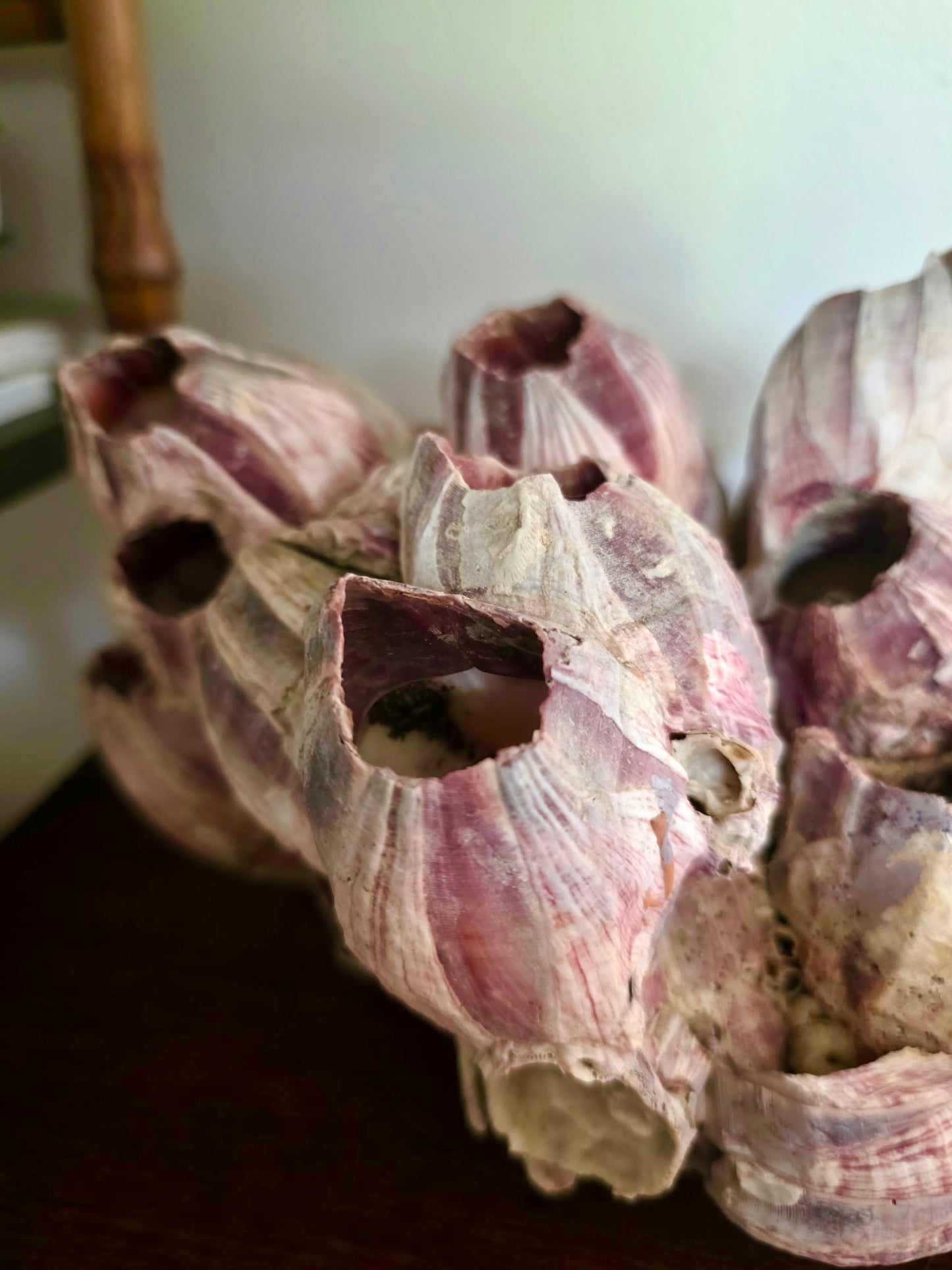 Purple Barnacle Cluster
