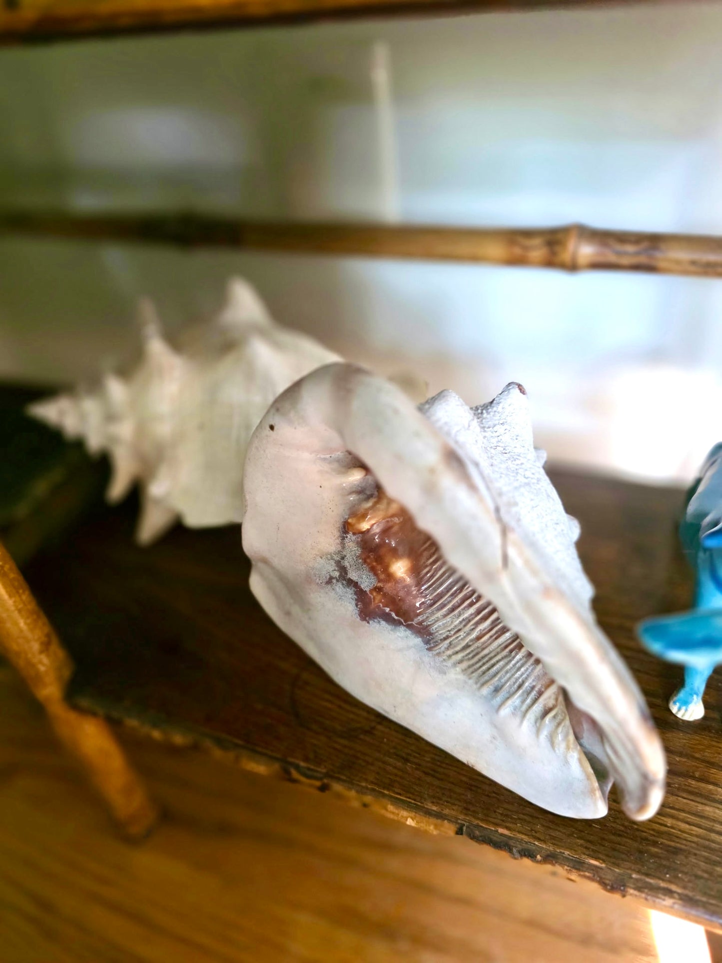 Pair of Conch Shells