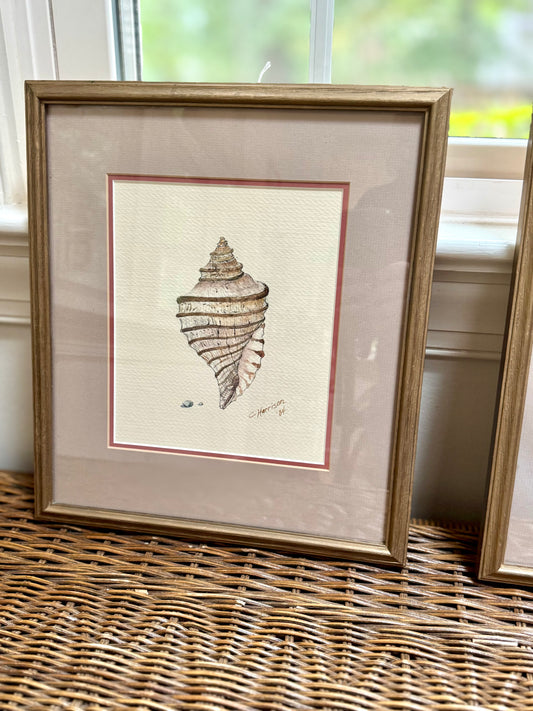 Original Signed Shell Watercolor Paintings, Pair
