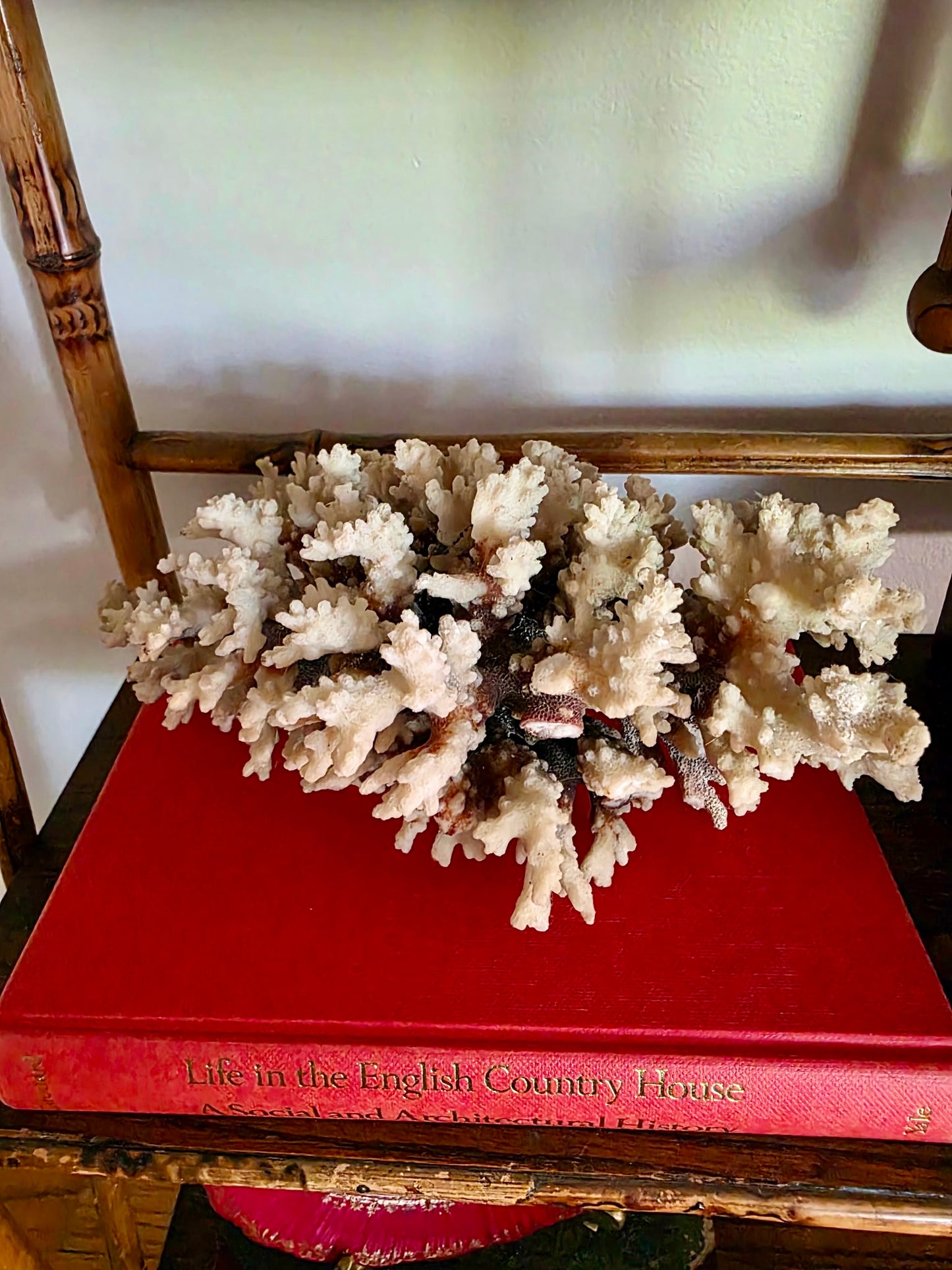 Brownstem Coral