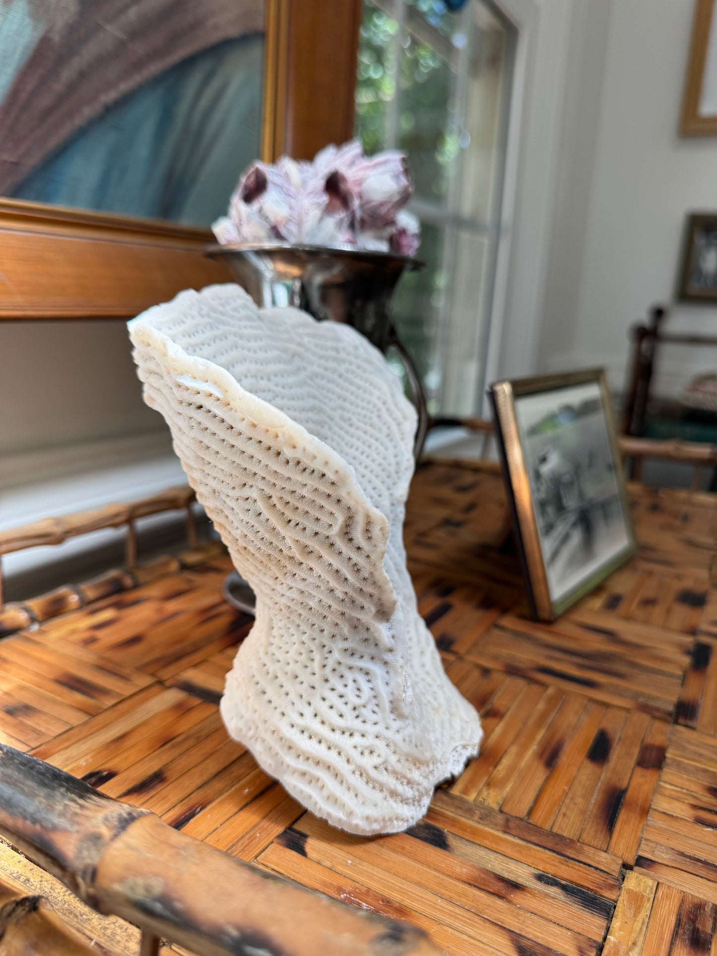 Natural Brain Coral