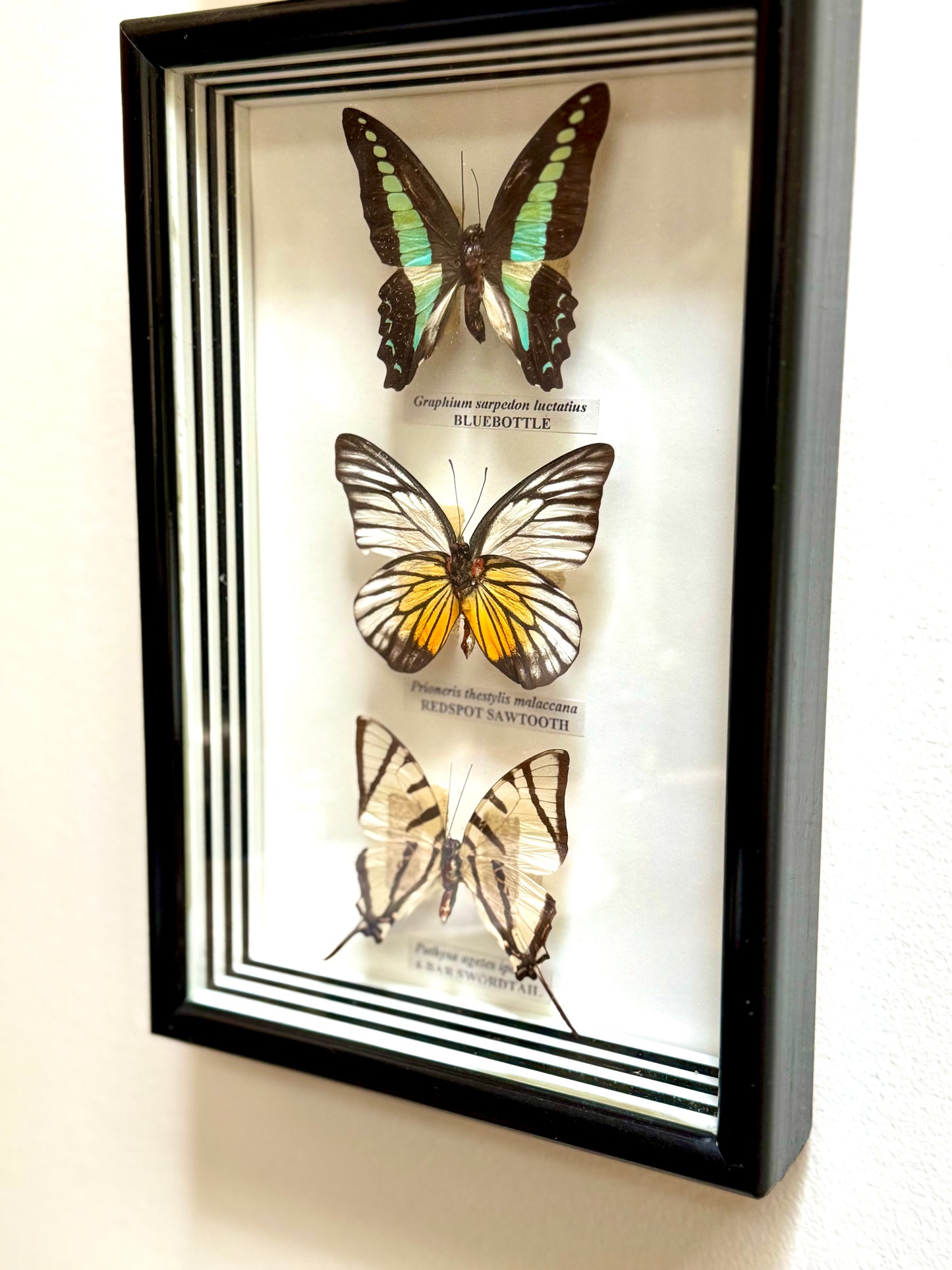 Framed Butterfly Specimens, Set of 2