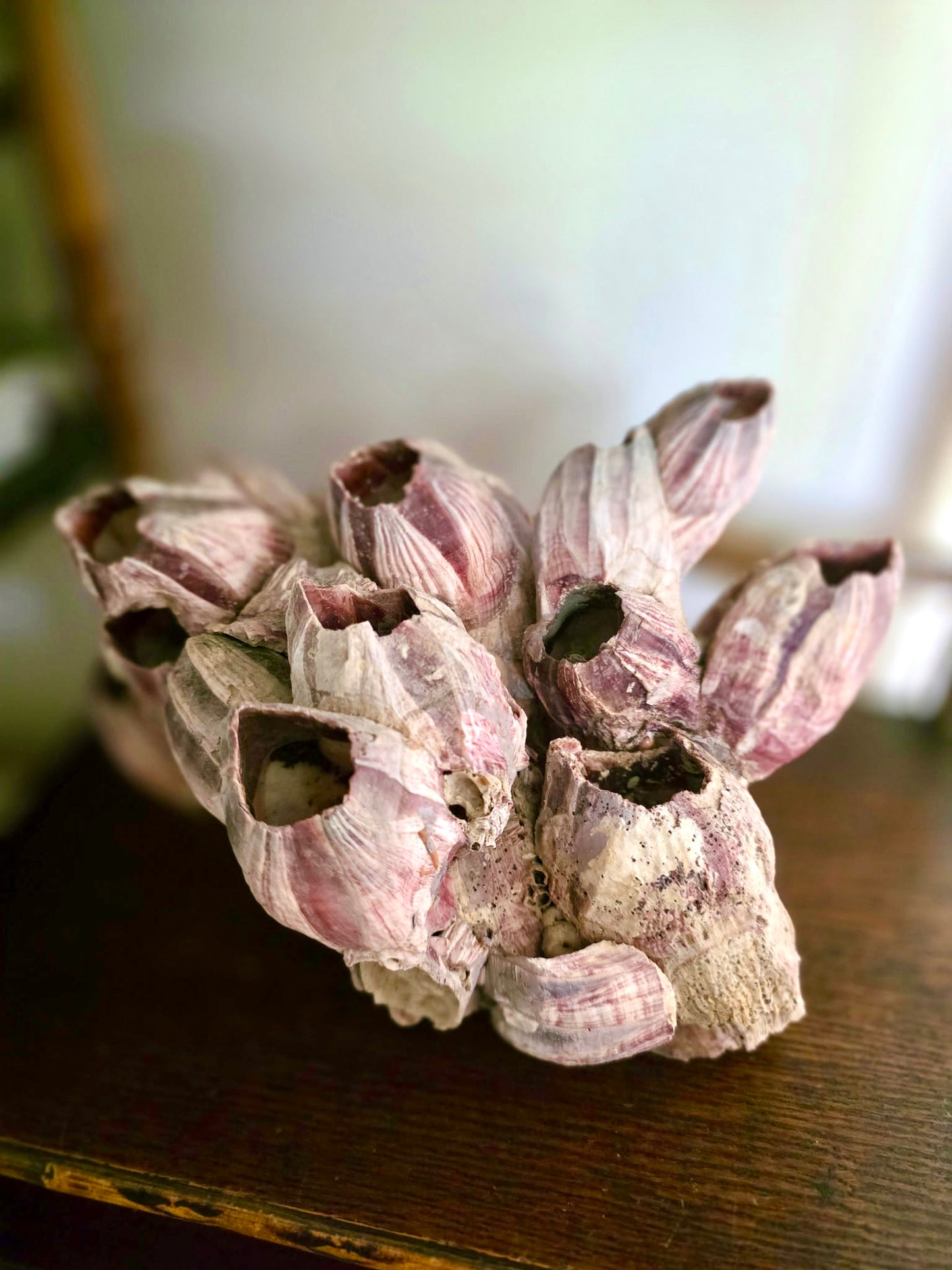 Purple Barnacle Cluster