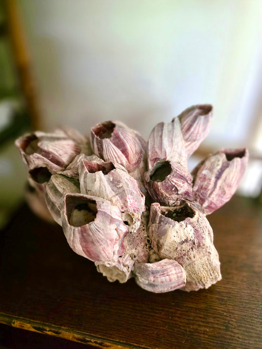 Purple Barnacle Cluster