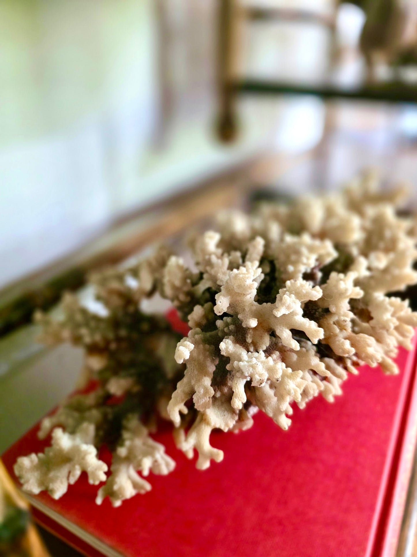 Brownstem Coral