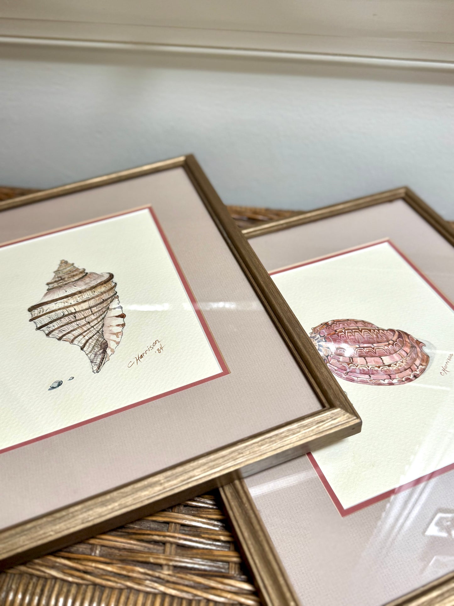 Original Signed Shell Watercolor Paintings, Pair