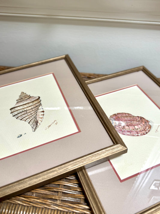 Original Signed Shell Watercolor Paintings, Pair