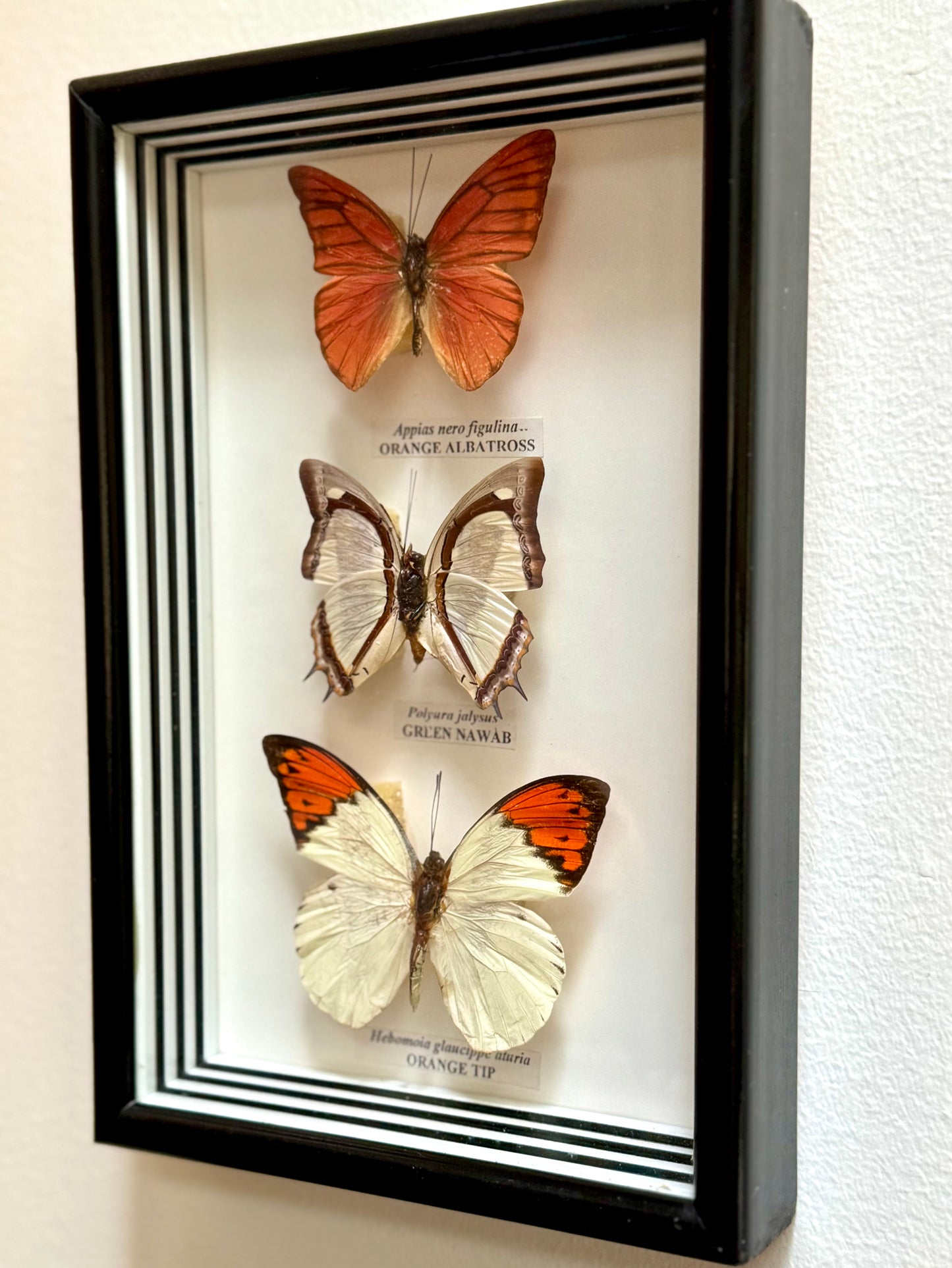 Framed Butterfly Specimens, Set of 2