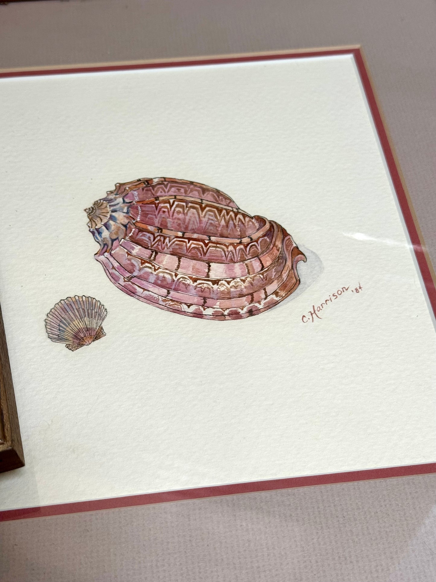 Original Signed Shell Watercolor Paintings, Pair