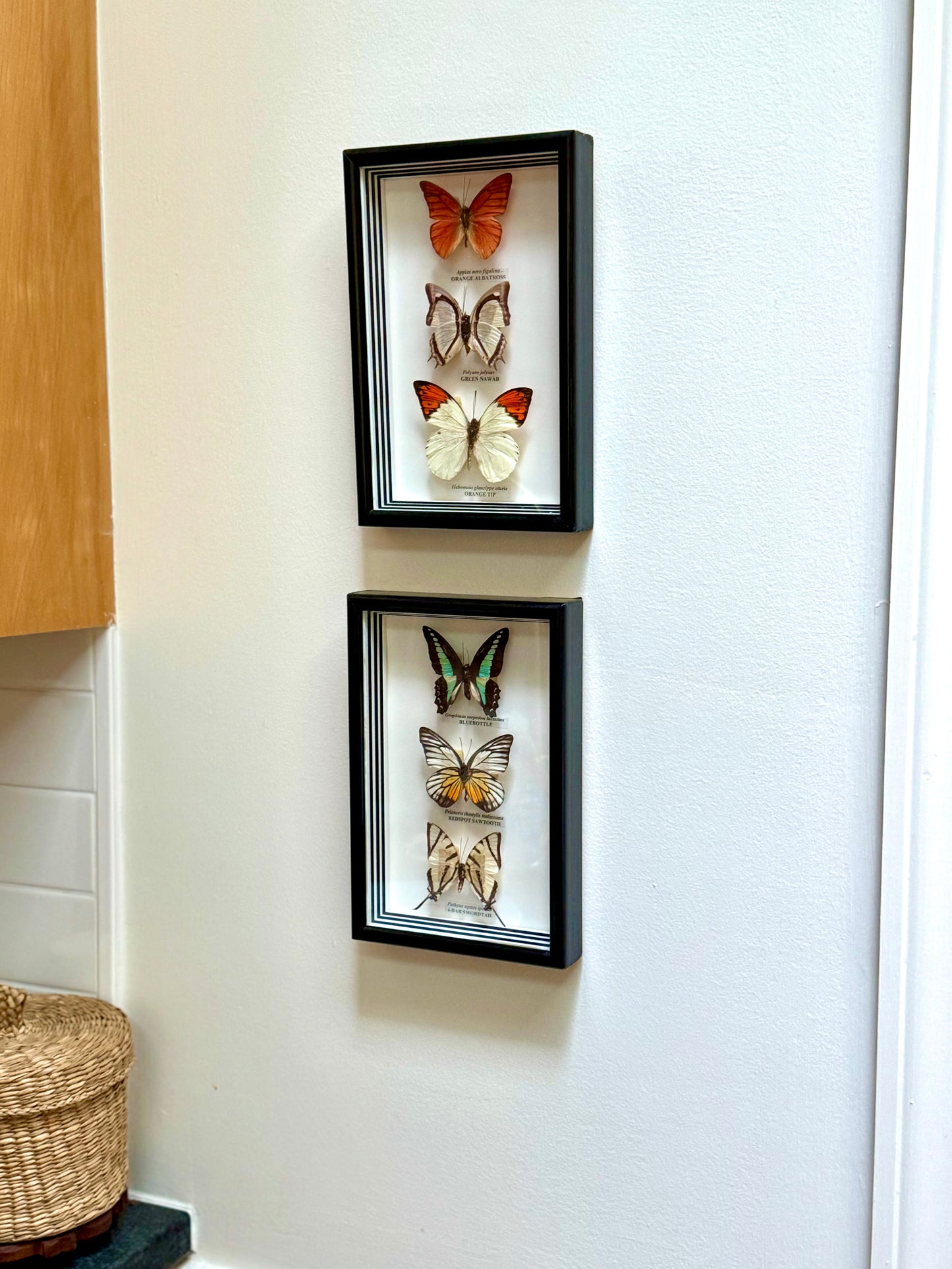 Framed Butterfly Specimens, Set of 2