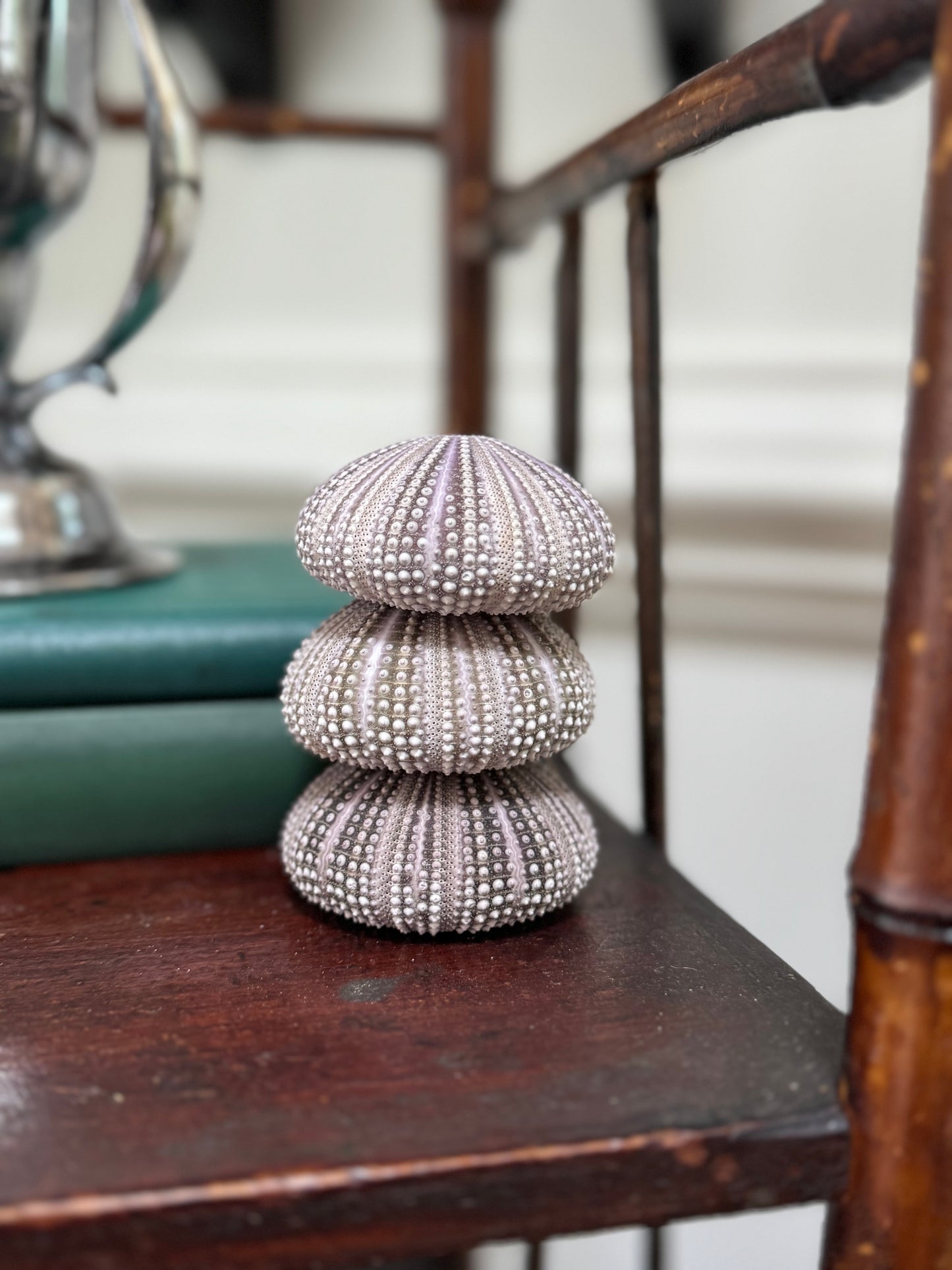 Sea Urchin Stack